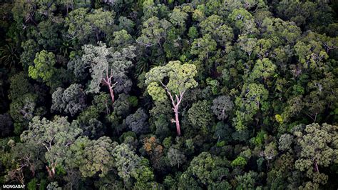 Trees In The Tropical Rainforest