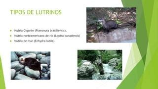 Lutrinos Ppt