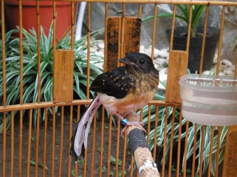 Burung Murai Batu Medan Graha288