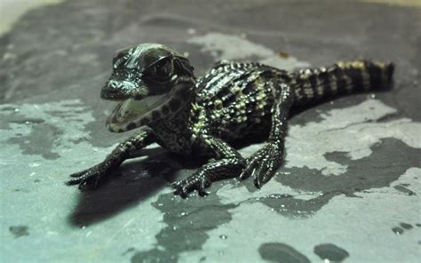 The Animal Blog — A baby caiman crocodile has arrived in North...