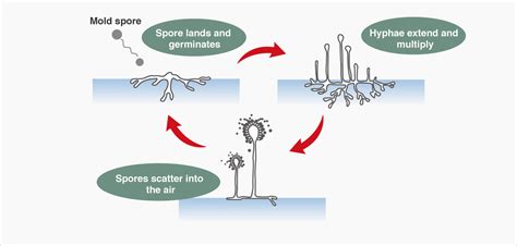 A New Approach To Bathroom Mold Prevention Lion Science Journal