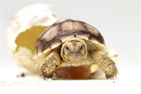 Africa Spurred Tortoise Being Born Tortoise Hatching From Egg Cute