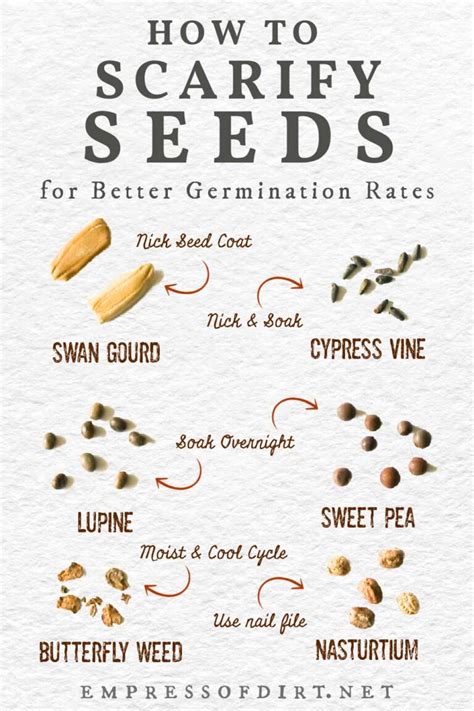 How To Scarify Seeds Before Sowing For Better Germination Rates