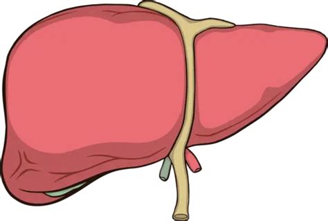 Abdomen Clinic Anatomy Liver Vector Clinic Anatomy Liver Png And