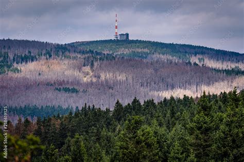 Borkenkäfer am Brocken Nationalpark Harz Stock Foto Adobe Stock