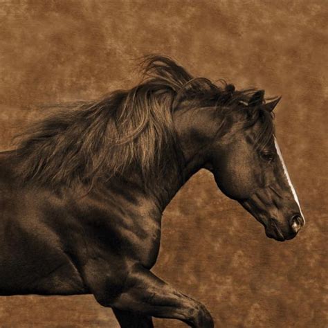 Robert Dawson Eastward Gallop Horse Print Canvas Options