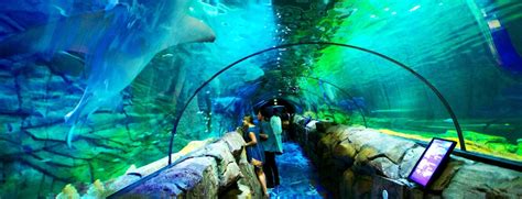 Sea Life Sydney Aquarium | Best time to visit, Guide