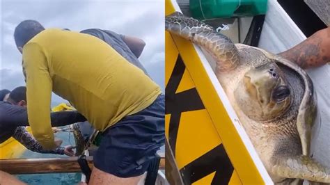 V Deo Equipe De Canoagem Resgata Tartaruga Presa Em Rede De Pesca