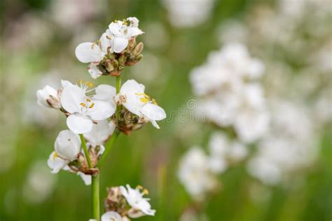 Libertia grandiflora stock image. Image of white, ornamental - 277850337