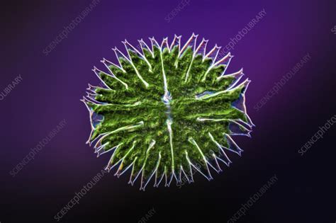 Green Alga Light Micrograph Stock Image C056 8327 Science Photo