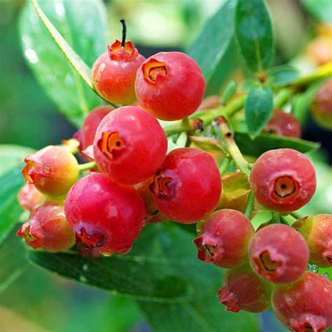 How To Plant And Grow Pink Lemonade Blueberry