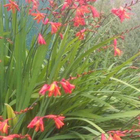 Crocosmia X Crocosmiiflora Garten Montbretie Zwiebel Und