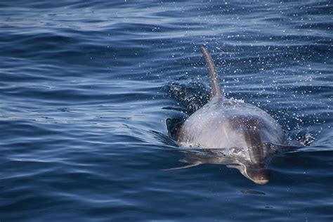 Dolphin Watching Coffs Harbour Dolphins With Whale Watch Experience