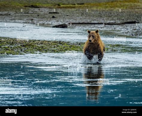 Coastal Brown Bear Ursus Arctos Horribilis Running In The Water