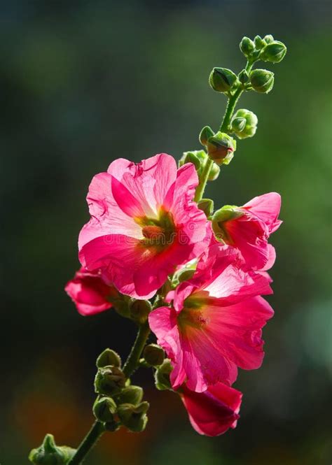 Malva stock photo. Image of herb, flower, color, malva - 122271284