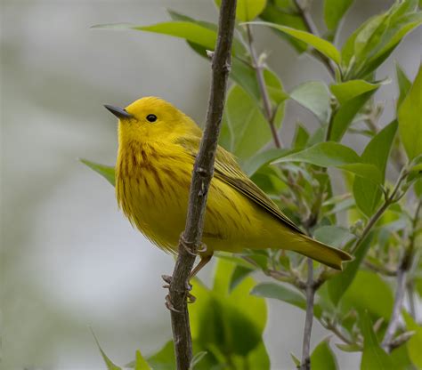 23 Warbler Species on Texas Migration Tour - The Naturalist Journeys Blog