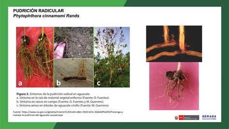 Enfermedades Del Palto Descripci N Y Manejo Biol Gico Ppt