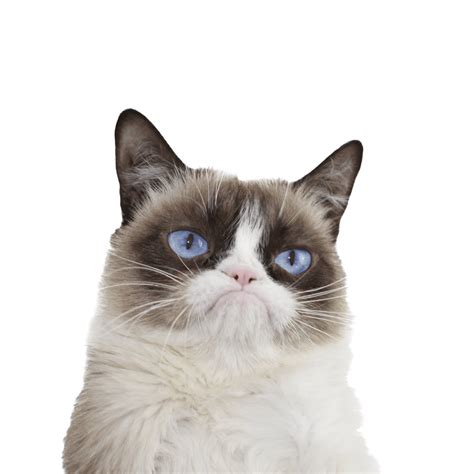 Grumpy Cat PNG Images Transparent Free Download