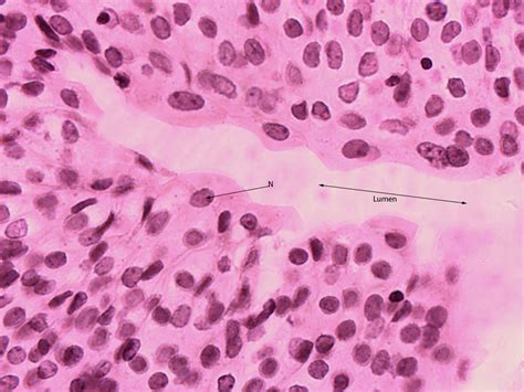 Lab 2 Epithelial tissue | Histology