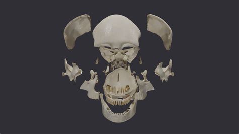 Skull bones model - TurboSquid 1865915