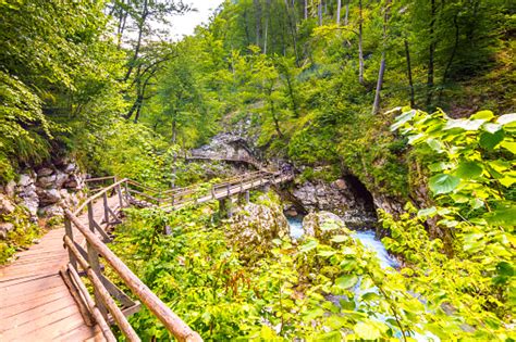 Ngarai Vintgar Slovenia Sungai Radovna Dengan Jalur Kayu Dan Jembatan