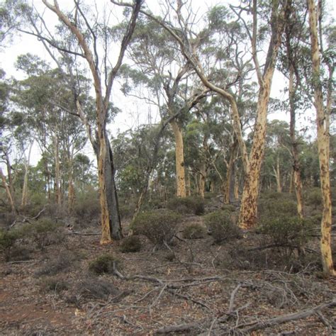 Ochre Trail Dryandra Woodland Trails Wa