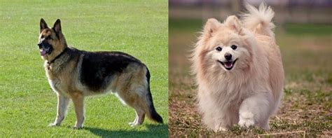 Get to Know The Pomeranian German Shepherd Mix