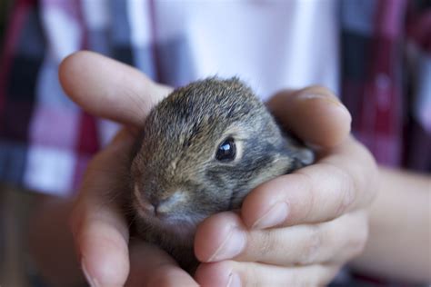 Wild Baby Bunny Super Cute Animals Pinterest