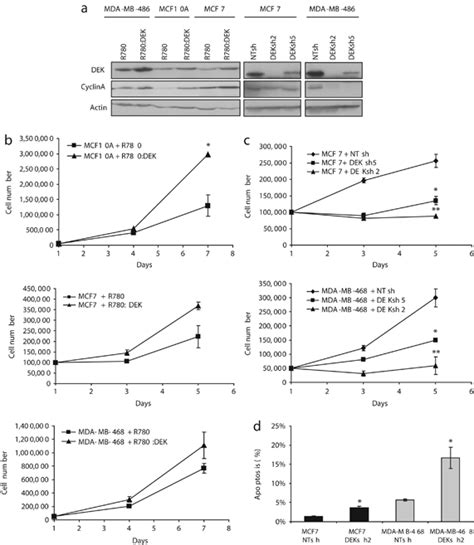 Dek Regulates Breast Cancer Cell Growth And Survival A Mda Mb 468