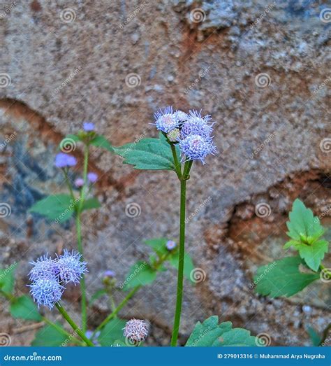 The Praxelis Clematidea Plant Originates from South America Which Grows