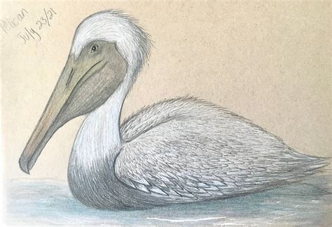 Pelican by JordanAustinArt on DeviantArt