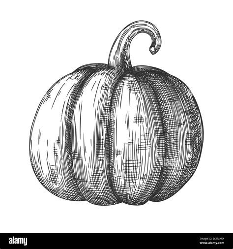 Hand Drawn Pumpkin Isolated On White Background Vector Illustration Of