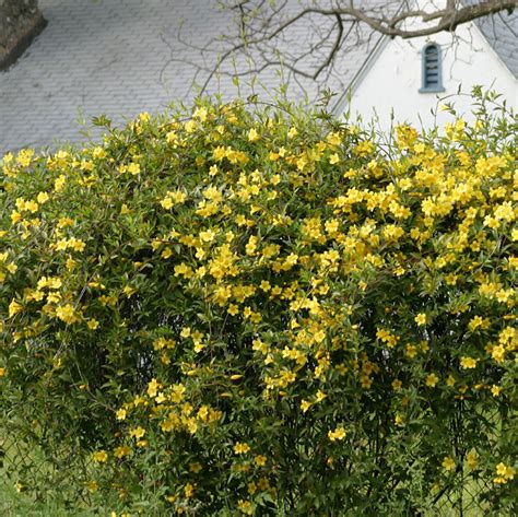 Carolina Jessamine