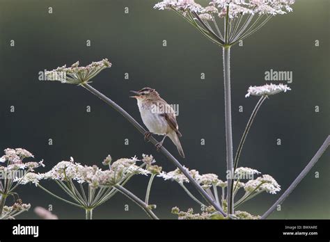 Sedge Warbler Acrocephalus Schoenobaenus Adult Male Singing Perched