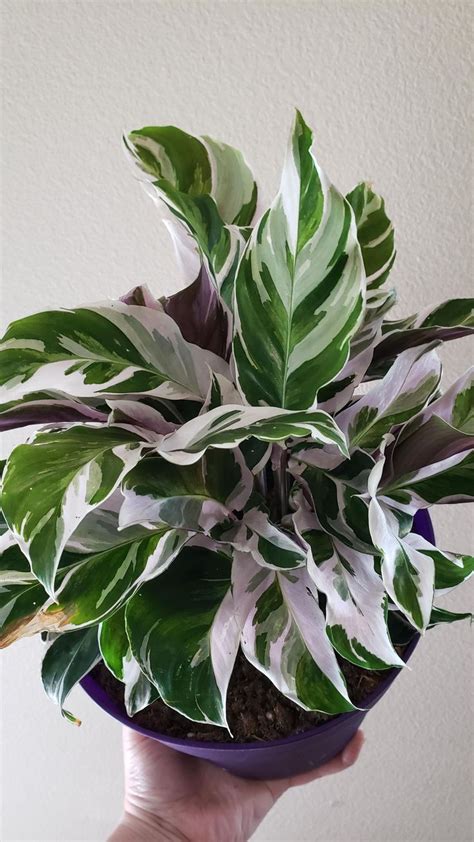 Important Facts About The Calathea White Fusion Plants Calathea