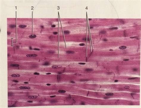 Cardiac Muscle Histology Diagram Quizlet