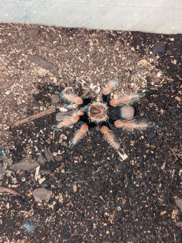 Mexican Fireleg Tarantula Brachypelma Boehmei Grimoire Exotics