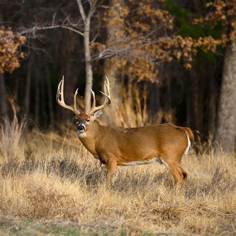 Download A Deer Standing In A Field