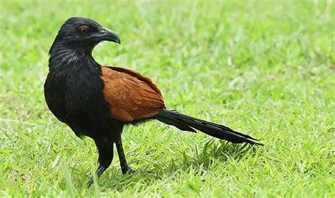 inilah  jenis burung    indonesia  unik