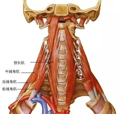 斜角肌——肩颈痛的另一个原因