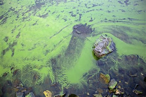 Aqua Talk New Toxic Algae Resources