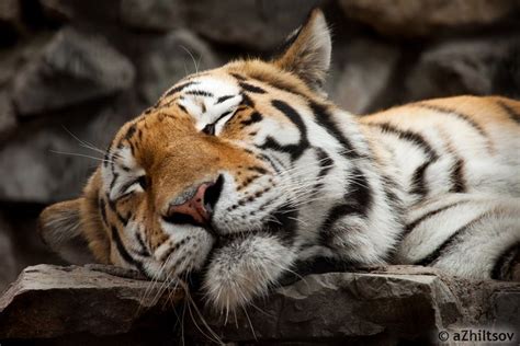 sleeping tiger | Sleeping tiger, Wild animals pictures, Tiger face