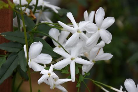 Climbing Jasmine Buchanans Native Plants