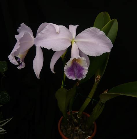 Cattleya Labiata F Coerulea