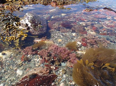 Seaweed Photograph By Robert Nickologianis Fine Art America