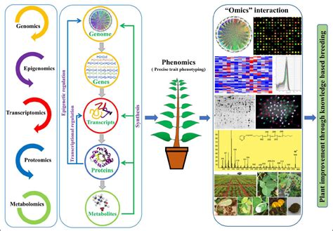 Omics Technologies For Understanding The Plantfungal Endophyte