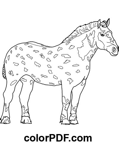 Percheron Horse – Coloring Pages and Books in PDF