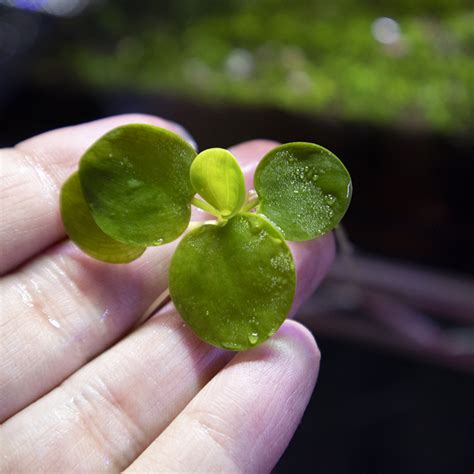 amazon frogbit  healthy nodes simply betta
