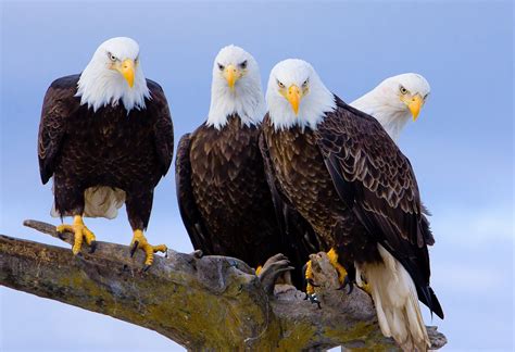 US officials still seek information 1 year after 4 bald eagles found