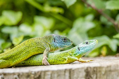 Le Lézard vert occidental Lacerta bilineata lanaturemoi